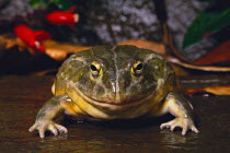 African Bullfrog {Pyxicephalus adspersus} captive