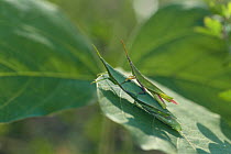 Smaller Longheaded Locust pair {Atractomorpha lata} (small male on top of large female) Japan