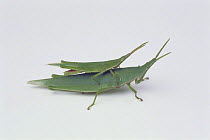 Smaller Longheaded Locust pair {Atractomorpha lata} (small male on top of large female) Japan