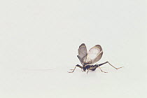 Suzumushi / Bell Cricket {Meloimorpha japonica} stridulating, Japan