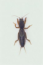 Mole Cricket male {Gryllotalpa fossor} Japan