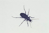 Ground Beetle male {Carabus procerulus procerulus} Japan