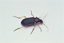Ground Beetle {Epomis nigricans} Japan