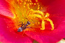 Japanese Wood Ant {Formica japonica} searching for nectar in Portulaca {Portulaca oleracea}  flower, Japan