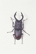 Saw Stag Beetle {Prosopocoilus inclinatus inclinatus} male, Japan