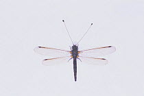 Owlfly {Protidricerus japonicus} Japan