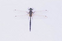 Dragonfly {Somatochlora uchidai} male, Japan