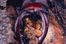 Saw Stag Beetle {Prosopocoilus inclinatus inclinatus} sucking sap, close-up, Japan
