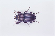 Saw Stag Beetle {Prosopocoilus inclinatus inclinatus} female, Japan