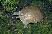 Chinese Softshell Turtle {Pelodiscus sinensis} Japan