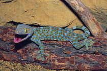 Tokay Gecko {Gekko gecko} captive