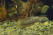 Chinese Snakehead {Channa asiatica} aggressive display with its operculum enlarged, Japan