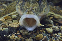 Goby Minnow's open mouth {Pseudogobio esocinus esocinus} Japan