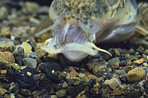 Goby Minnow {Pseudogobio esocinus esocinus} probing for food in sand with mouth closed, Japan