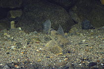 Goby Minnow {Pseudogobio esocinus esocinus} digging hole in sand to rest in, Japan