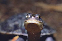 Long-necked / Snake-necked Turtle {Chelodina sp}