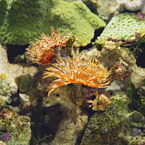 Feather Duster Worm {Sabellastarte japonica} with crown open, Japan, Sequence 2/2