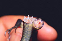 Japanese five lined skink {Eumeces japonicus} cross section of its tail that it has broken off by itself, Japan