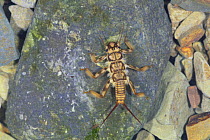 Stonefly larva {Paragnetina tinctipennis} Japan