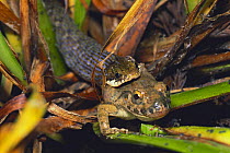 Japanese Keelback snake {Amphiesma vibakari vibakari} predating on a Wrinkled Frog {Limnonectes limnocharis} Japan