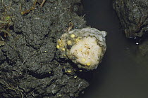 Schlegel's Green Tree Frog / Schlegel's Flying Frog {Rhacophorus schlegelii} mass of eggs, Japan,