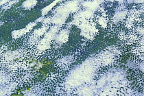 Bullfrog {Rana catesbeiana} sheet of eggs on water
