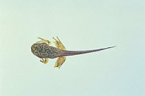 Forest Green Tree frog {Rhacophorus arboreus} tadpole (49mm in length, with fore and hind leags) sequence 4/4