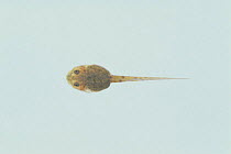 Wrinkled Frog {Fejervarya / Limnonectes limnocharis} tadpole (27mm in length), Japan, sequence 2/4