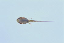 Wrinkled Frog {Fejervarya / Limnonectes limnocharis} tadpole (38mm in length, with hind legs), Japan, sequence 3/4