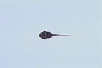 Bullfrog {Rana catesbeiana} tadpole (8mm in length) sequence 2/8