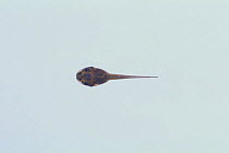 Bullfrog {Rana catesbeiana} tadpole (23mm in length) sequence 3/8
