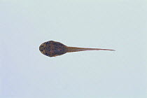 Bullfrog {Rana catesbeiana} tadpole (34mm in length) sequence 4/8