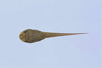 Bullfrog {Rana catesbeiana} tadpole (52mm in length) sequence 5/8