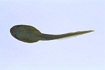 Bullfrog {Rana catesbeiana} tadpole (110mm in length) sequence 6/8