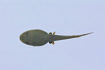 Bullfrog {Rana catesbeiana} tadpole (91mm in length, with hind legs developing) sequence 7/8