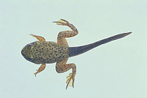 Bullfrog {Rana catesbeiana} tadpole (80mm in length) sequence 8/8
