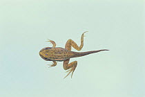 Black spotted frog {Rana nigromaculata} tadpole with fore and hind legs, Japan, sequence 4/4