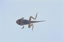Japanese Brown Frog {Rana japonica} tadpole (33mm in length with fore and hind legs) Japan, sequence 4/4