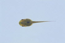 Japanese Tree Frog {Rana japonica} tadpole (30mm in length) Japan, sequence 2/4