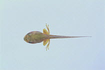 Japanese Tree Frog {Rana japonica} tadpole (49mm in length with hind legs) Japan, sequence 3/4