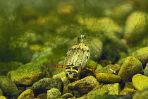 Diving Beetle {Eretes sticticus} with an air bubble at the end of its tail, Japan