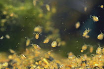 Water Fleas {Daphnia sp} with fertile eggs on their back,