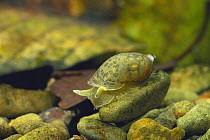 Big-ear Radix snail {Lymnaea auricularia} Wakayama, Japan
