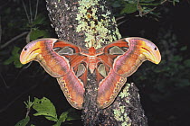 Atlas Moth {Attacus atlas}