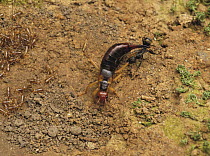 Earwig {Labidura riparia} protecting its young from an ant, Japan