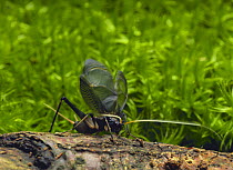 Suzumushi / Bell Cricket {Meloimorpha japonica} stridulating, Japan