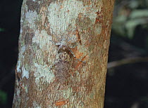 Katydid {Phaneropteridae} camouflaged on tree bark, Japan