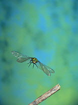 Giant Spiketail / Great Dragonfly {Anotogaster sieboldii} flying, Japan