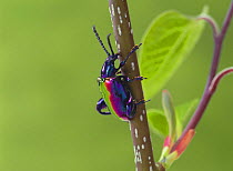 Jewelled Frog Beetle {Sagra buqueti} Malaysia