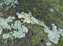 Katydid camouflaged as lichen rock, Asia